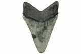 Serrated, Juvenile Megalodon Tooth - South Carolina #310487-1